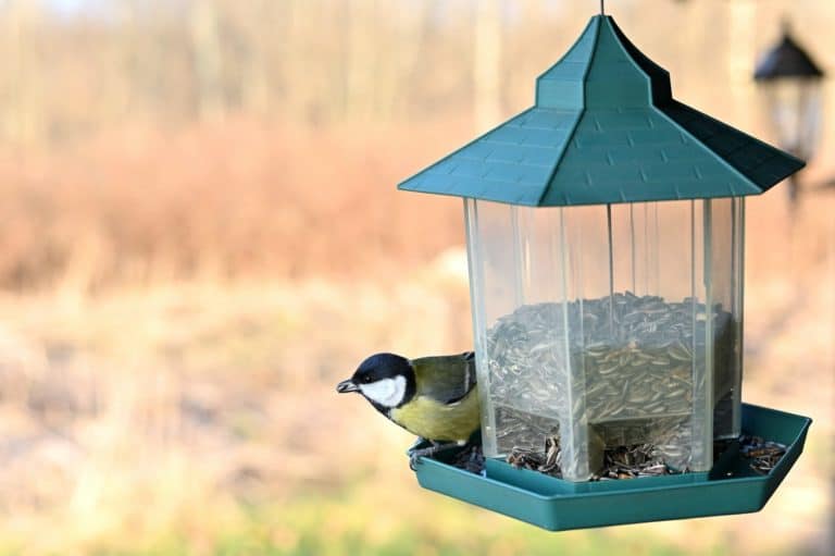 A black and white chickadee eats seeds from a green bird feeder