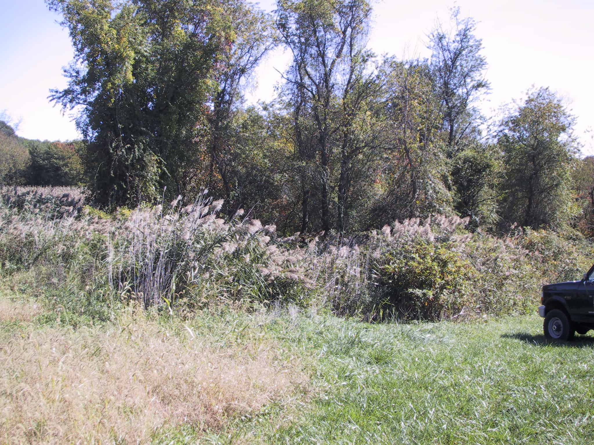 A patch of invasive giant reed in 2002