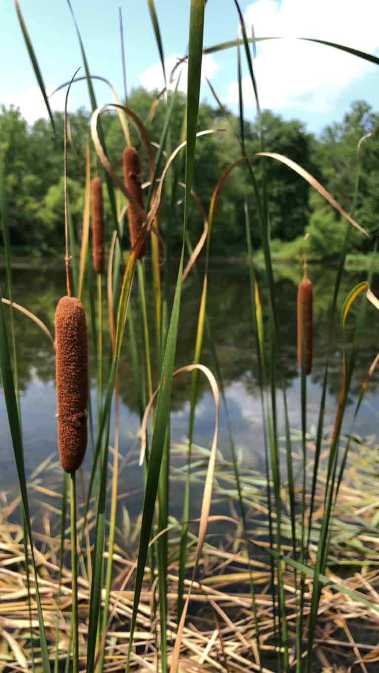 Spiky brown and green cattails growing from the water