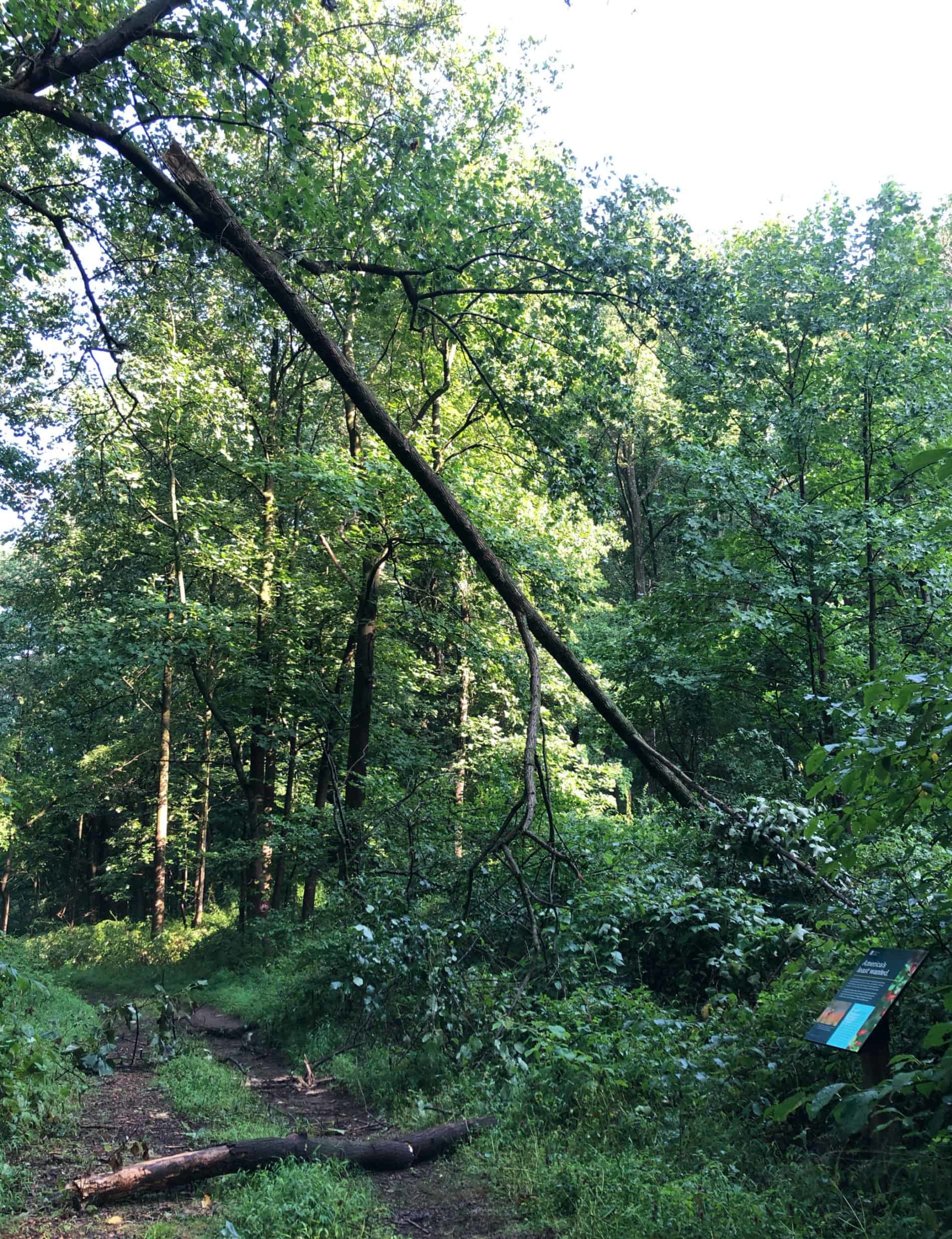 A broken branch hanging over a trail