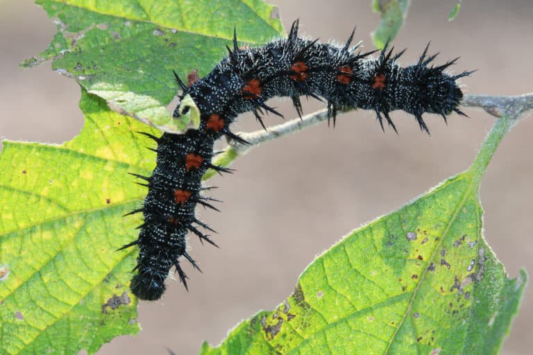 Caterpillar of the mourning cloak butterfly on green leaves