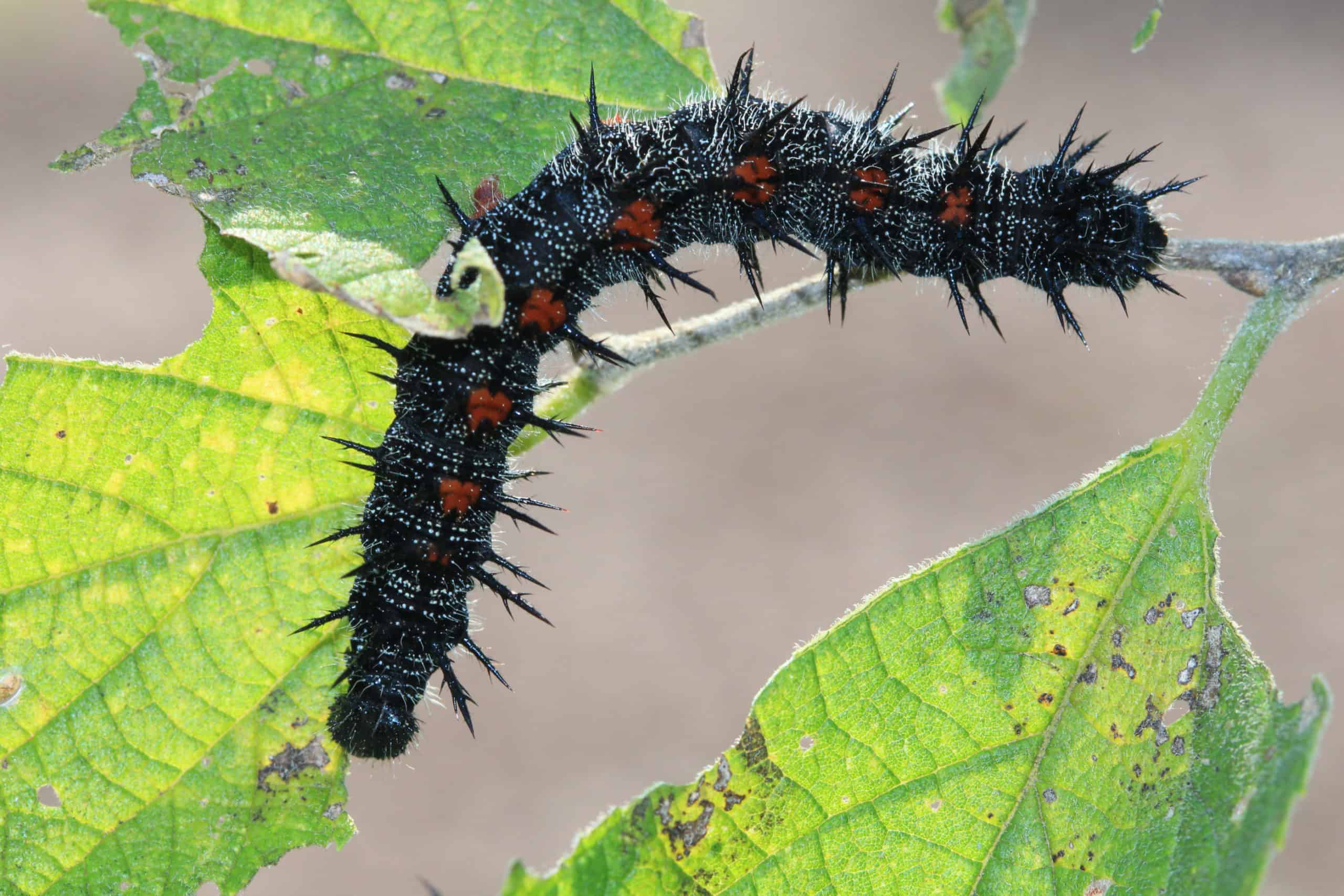 Caterpillar of the mourning cloak butterfly