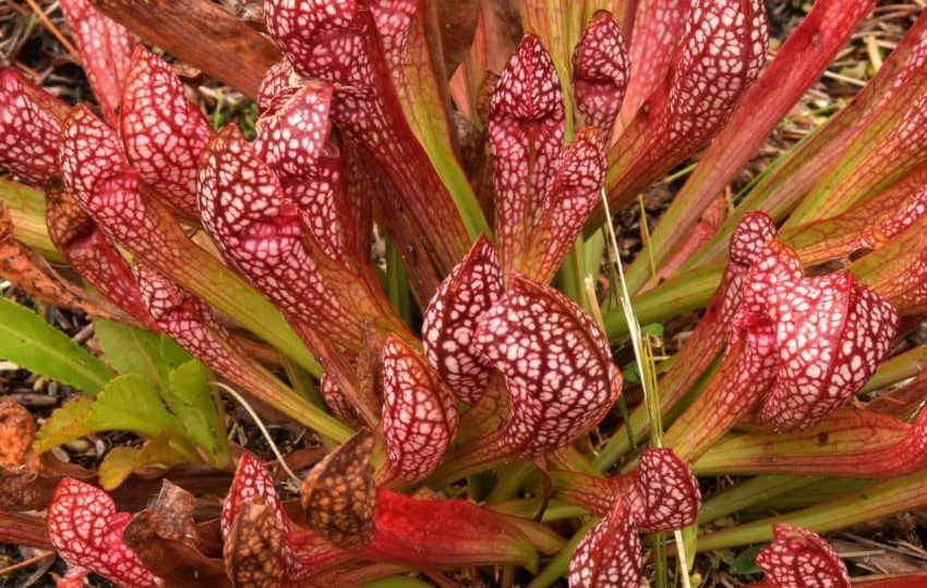Red pitcher plants at Stoneleigh garden, by Bill Moses