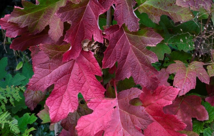 A cluster of colorful red leaves at Stoneleigh garden