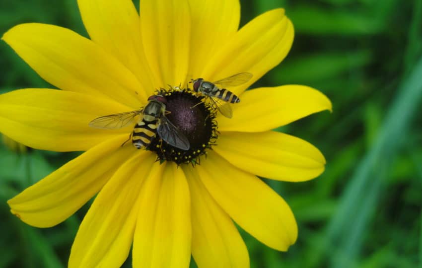 Two bees with yellow and black stripes pollinate a native sunflower