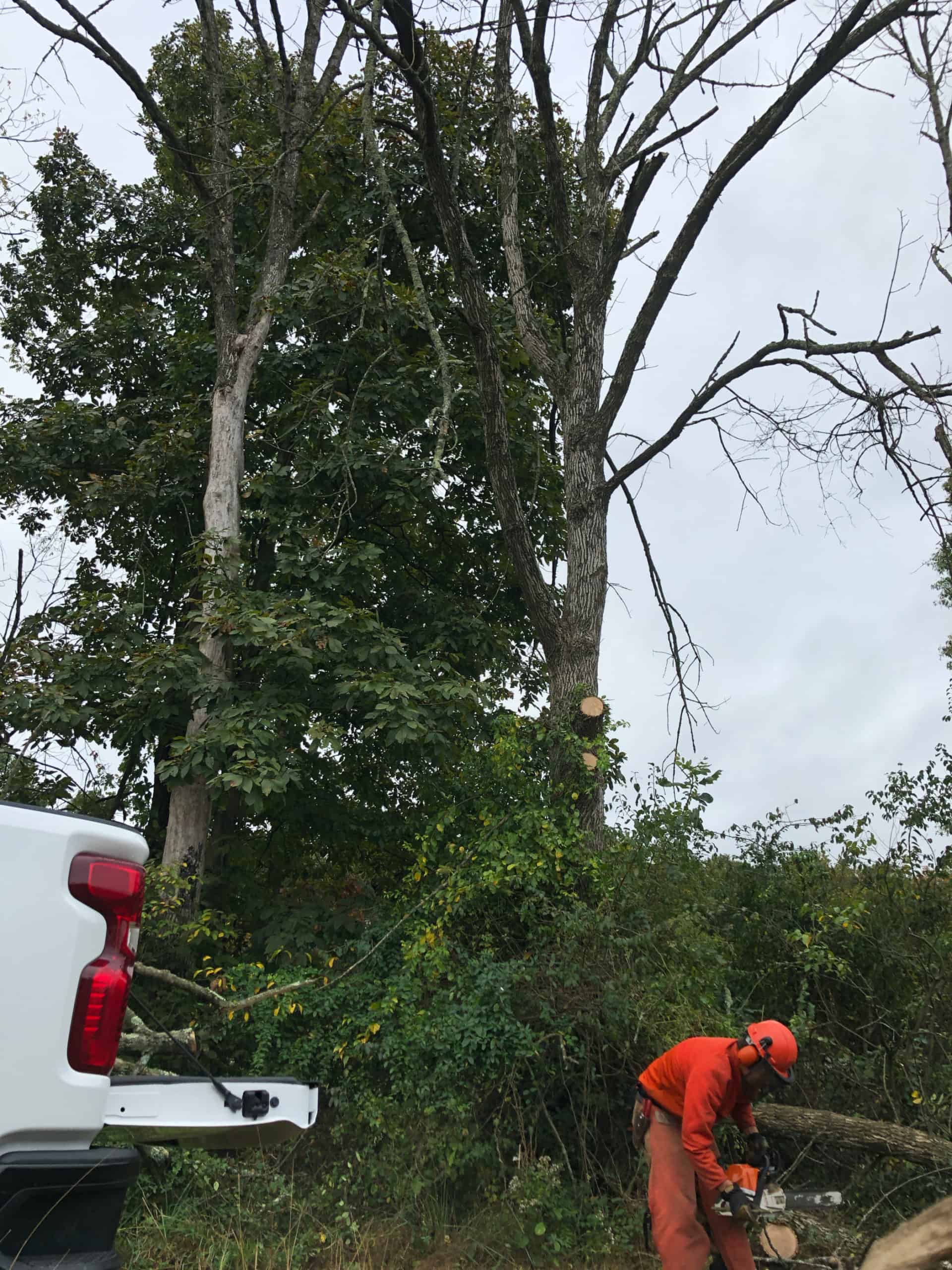 Chainsaw operator cutting up limbs from ash trees killed by Emerald Ash Borer