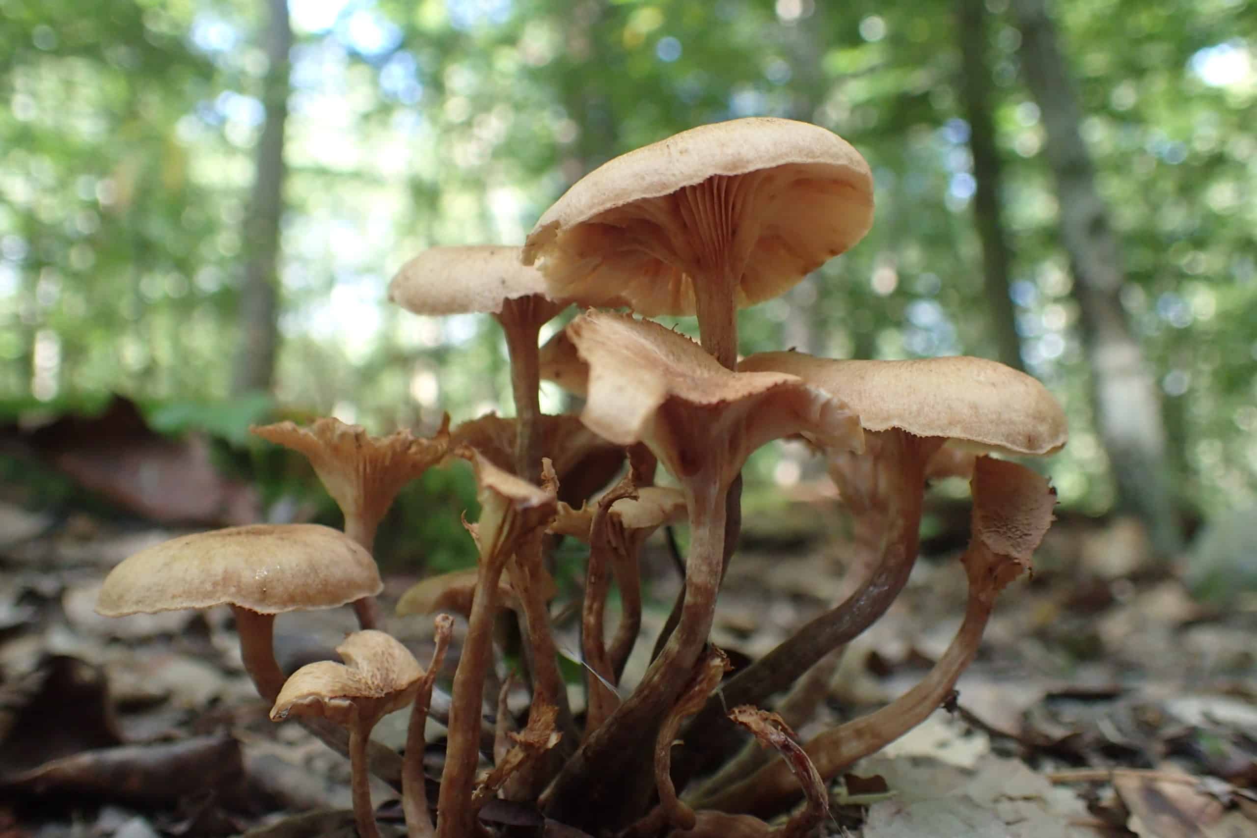 Small cluster of brown capped mushrooms stand before the green leaves of tall forest trees