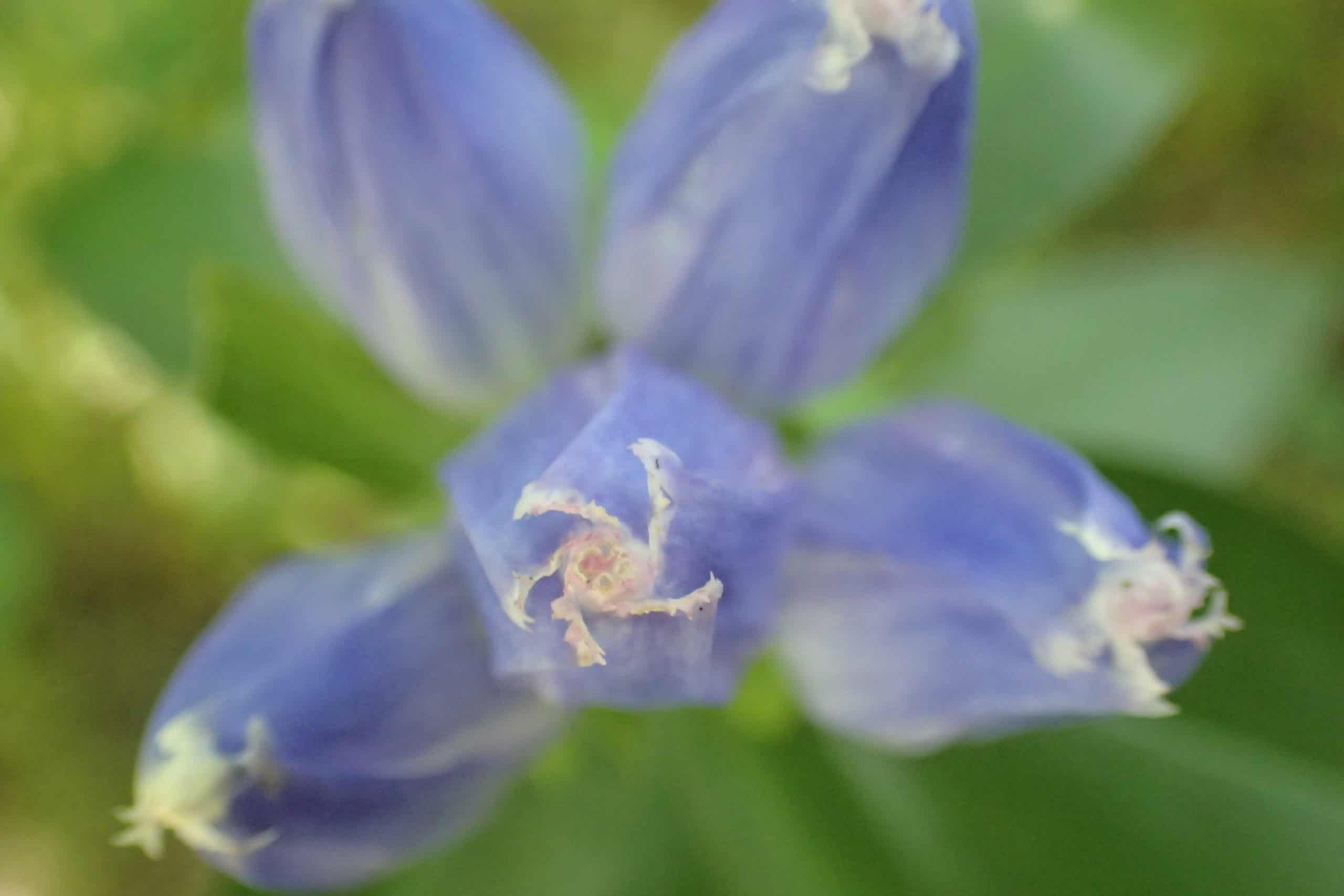 Closed petals of a blue flower form a white pinwheel