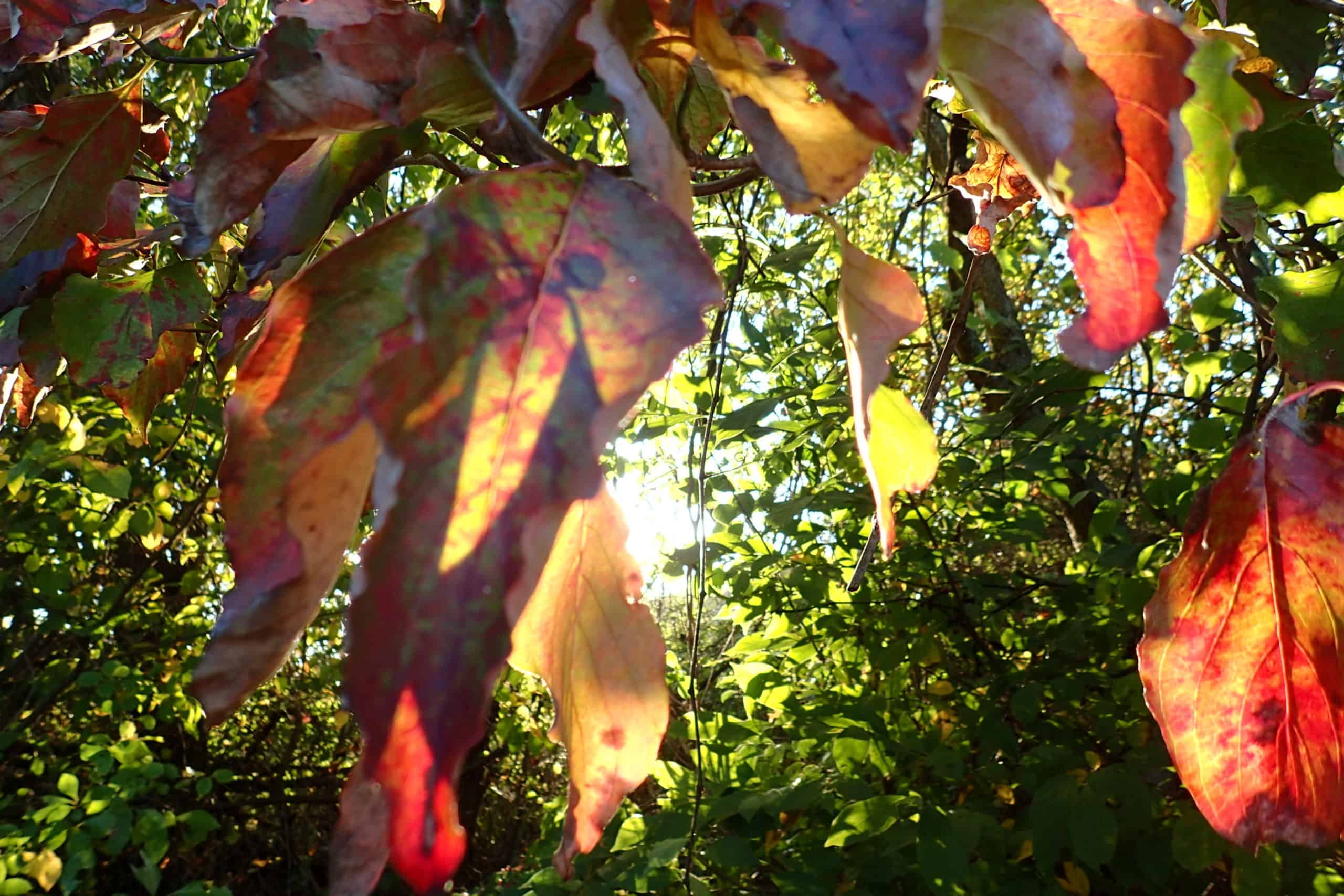 Red and orange leaves illuminated by sunlight shining through them