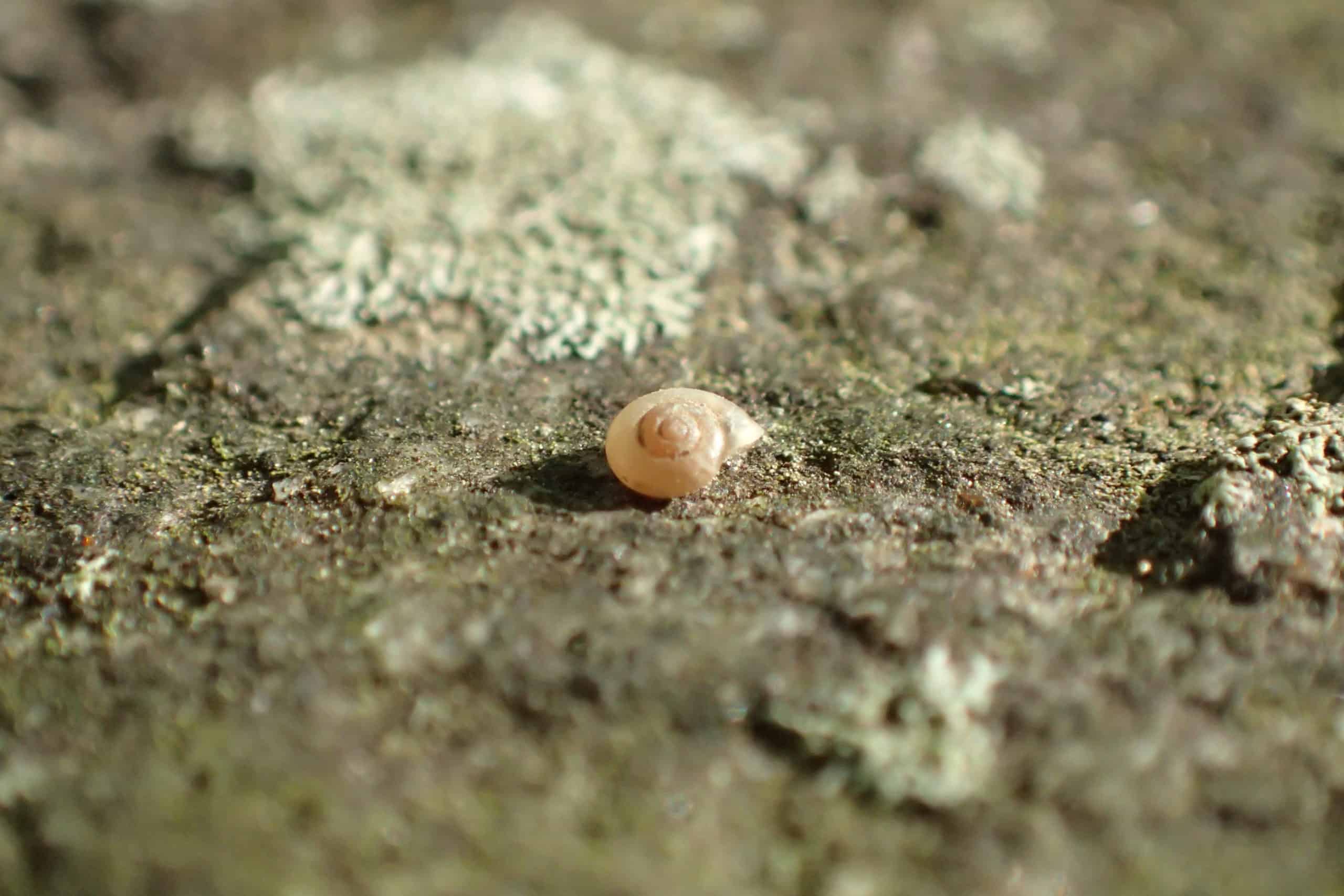 Tan snail shell with serial patter rests on rock