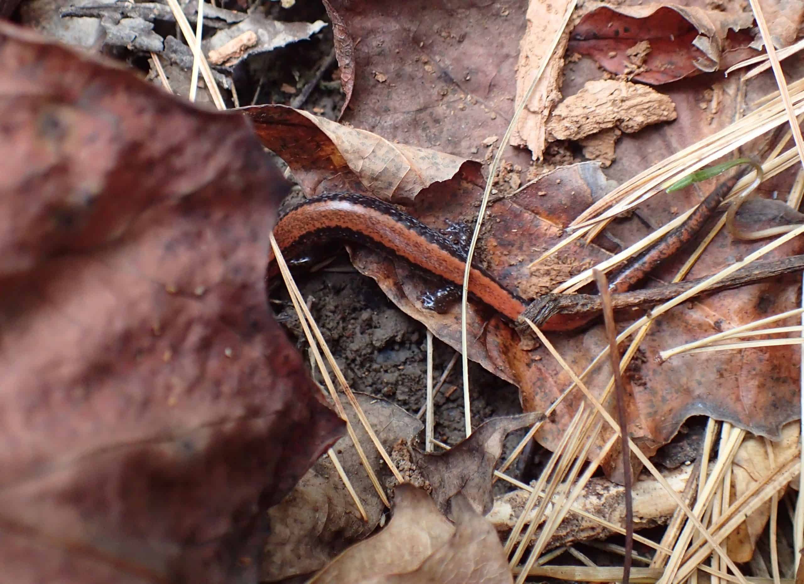 Red-backed salamander body and tail with face hidden beneath brown oak leaves and pine needles