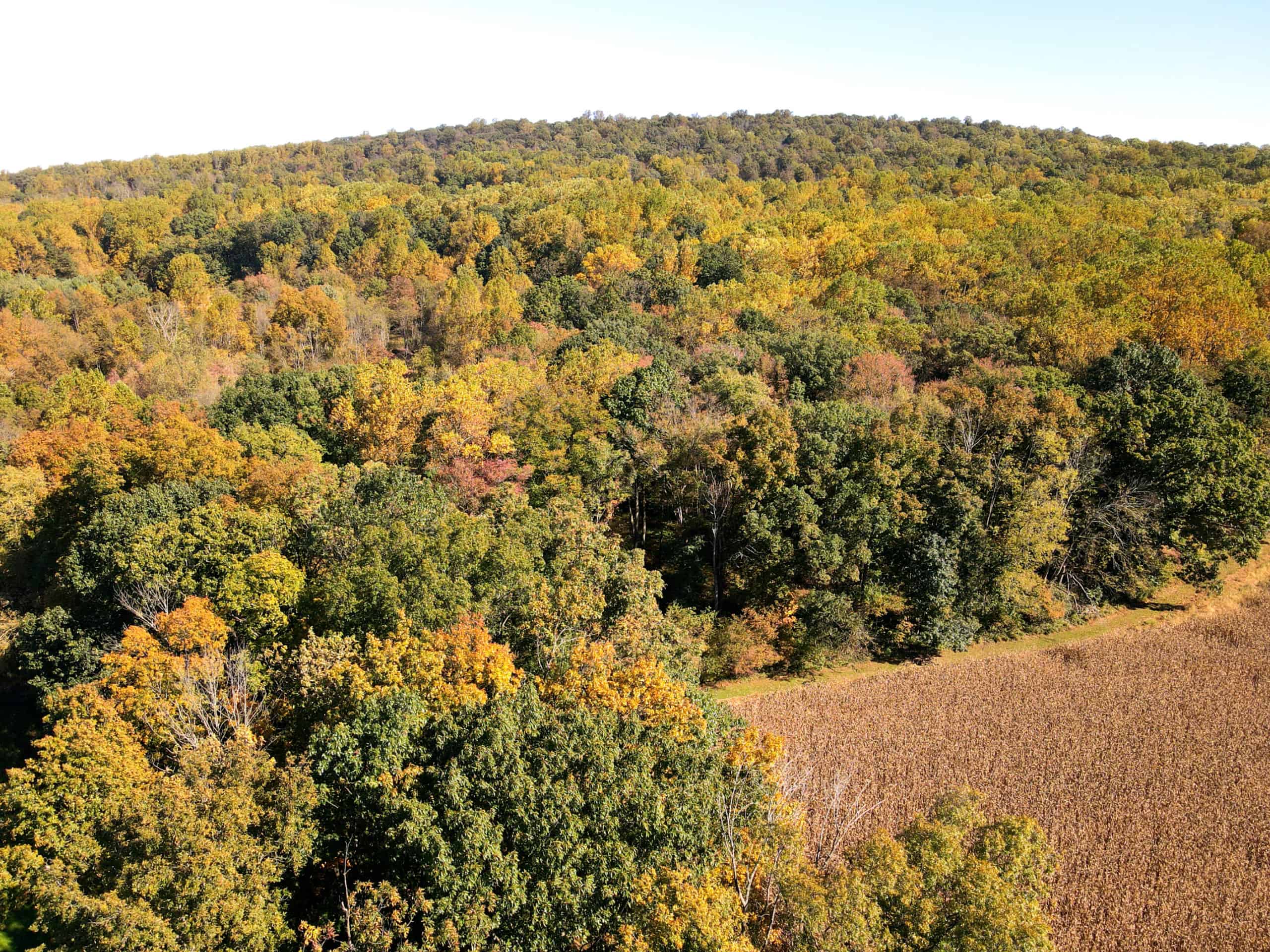 Aerial photo of forest showing a hint of fall color