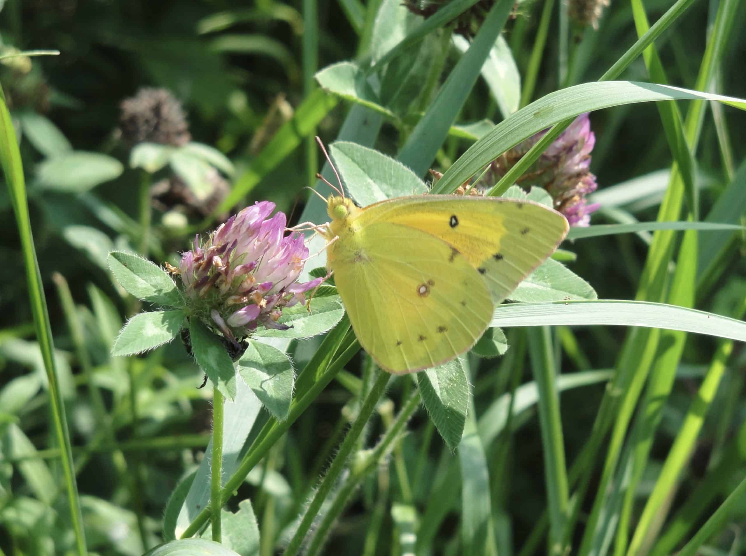 Yellow butterfly perched on pink clover