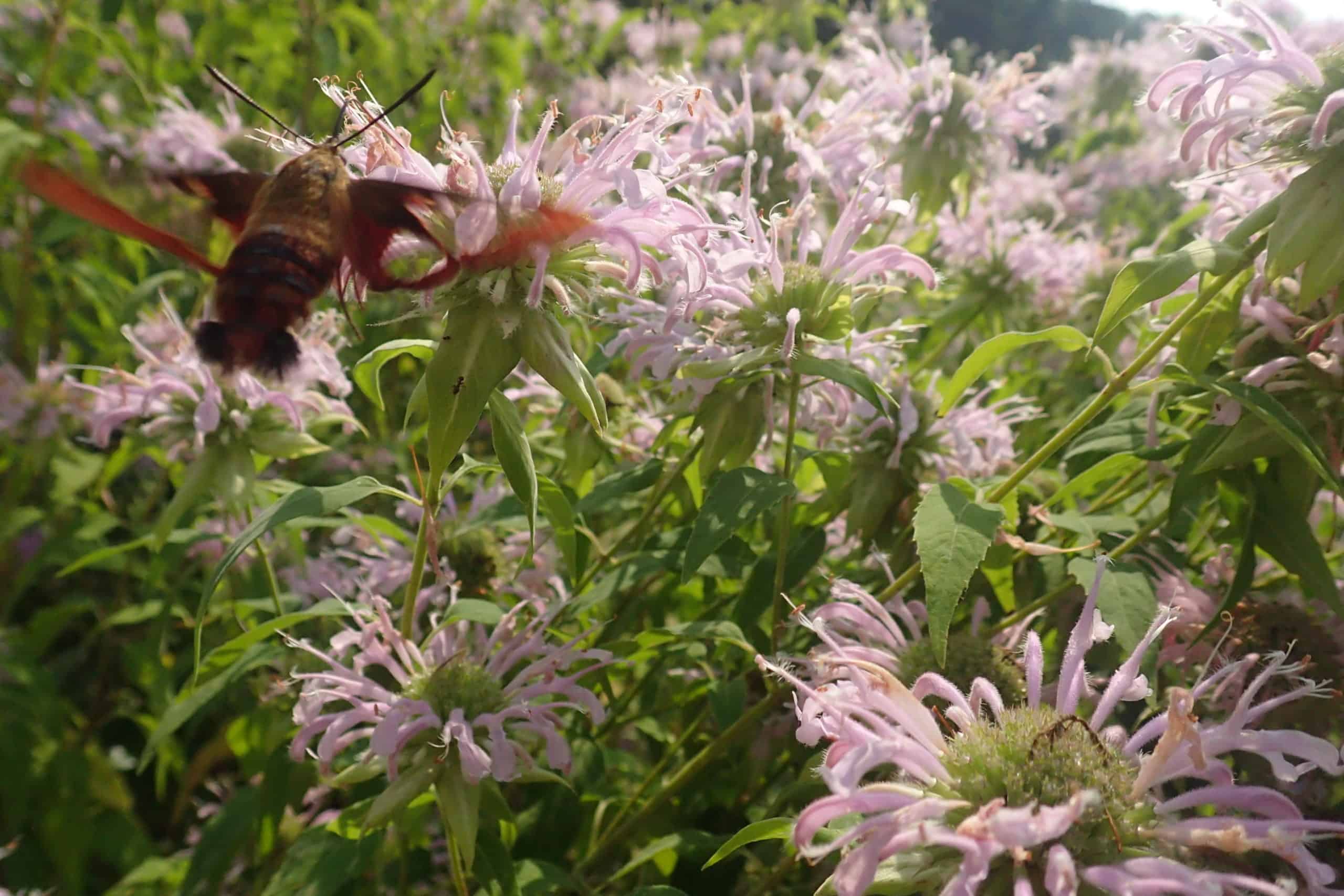 Clear-winged hawk moth hovering over pink bee-balm flowers