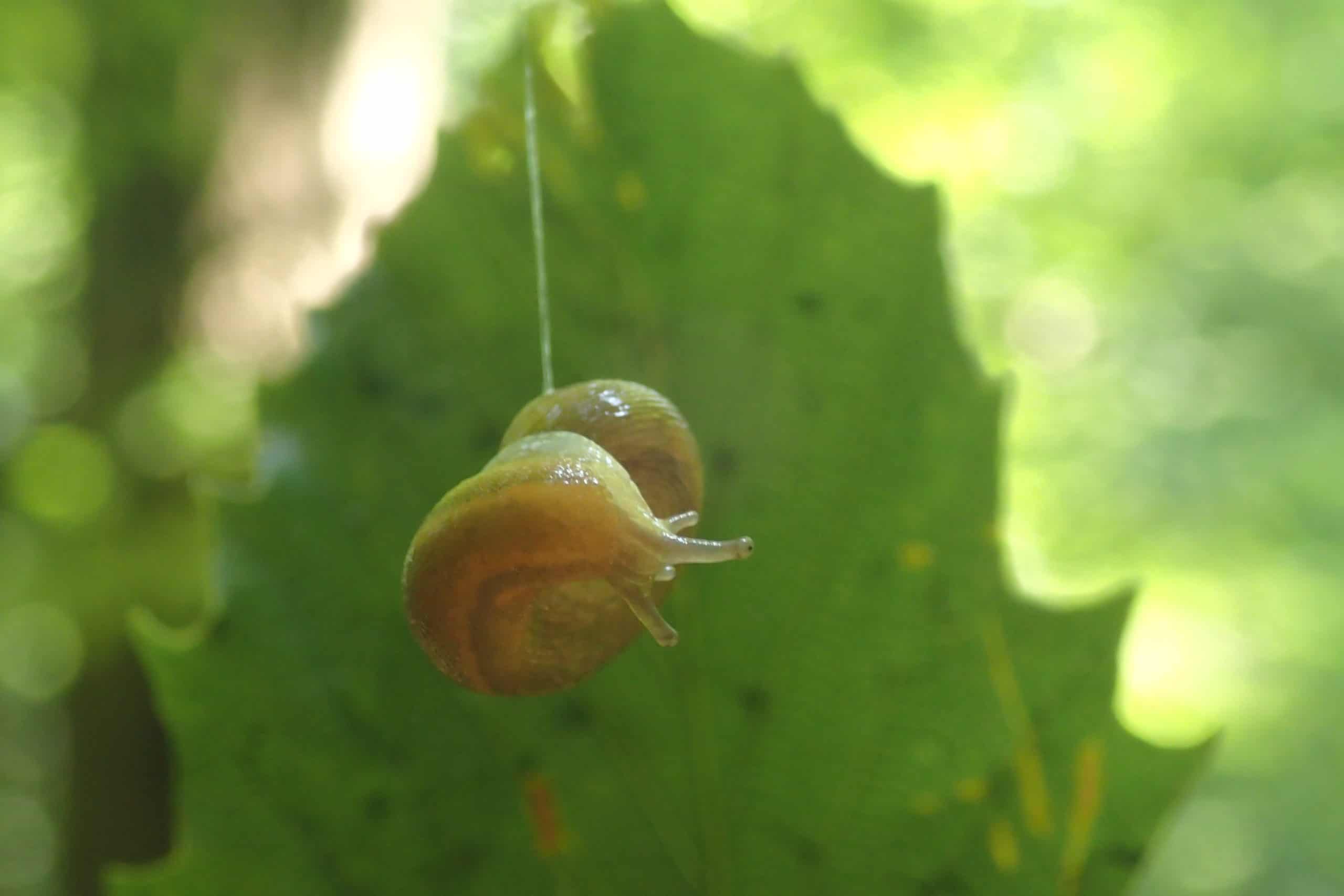 Slug hanging from filament