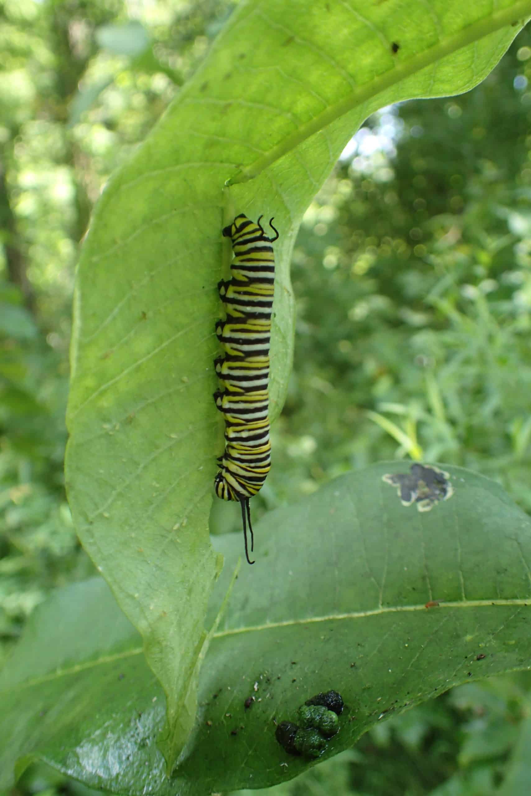 Monarch caterpillar under leaf