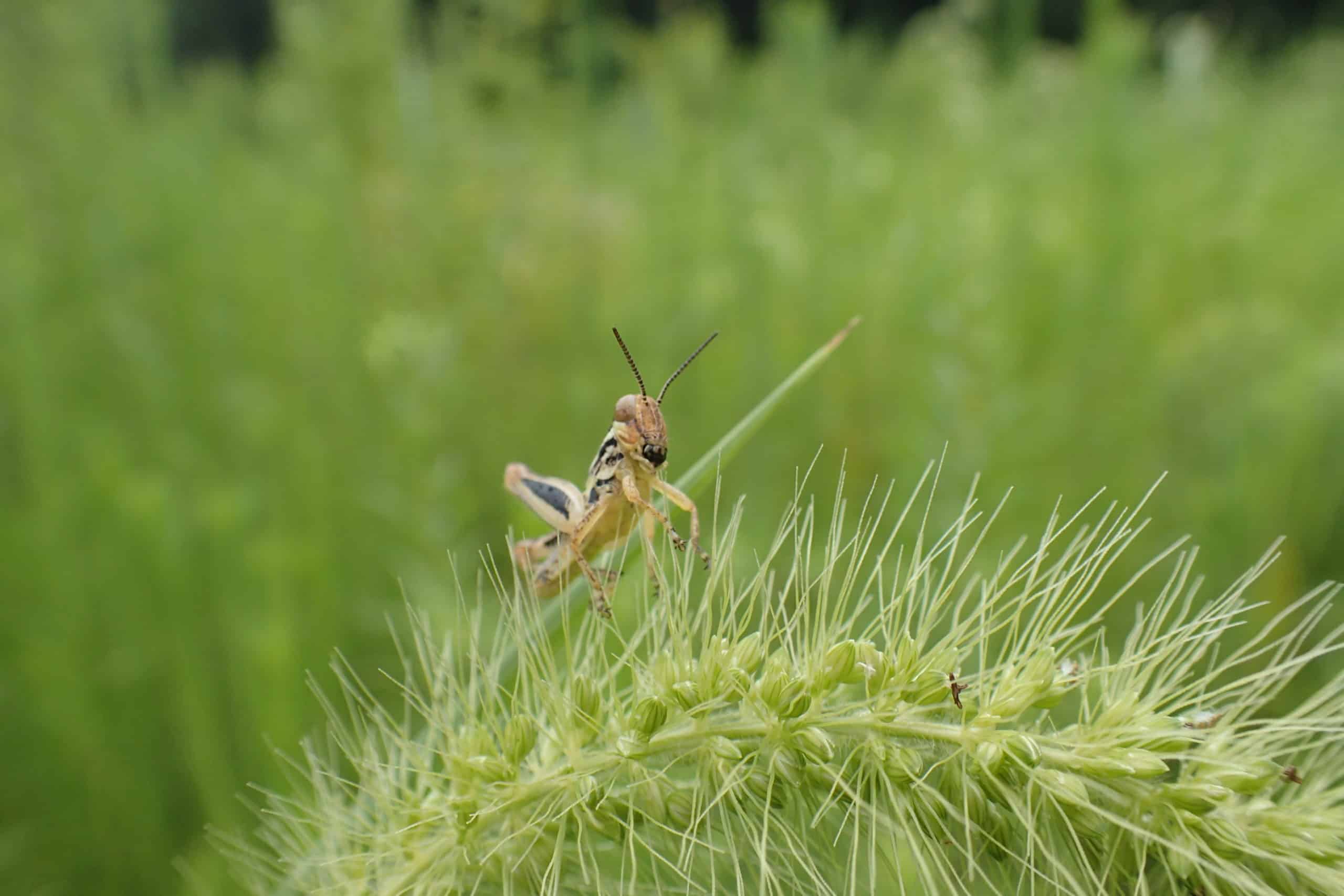 Stripy grasshopper on foxtail grass
