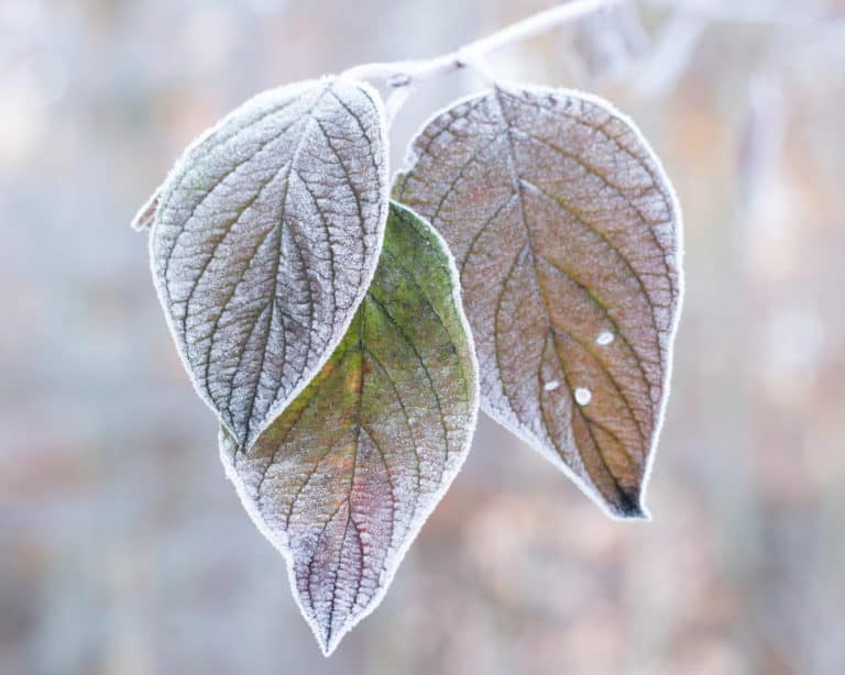 cluster of frosted leaves