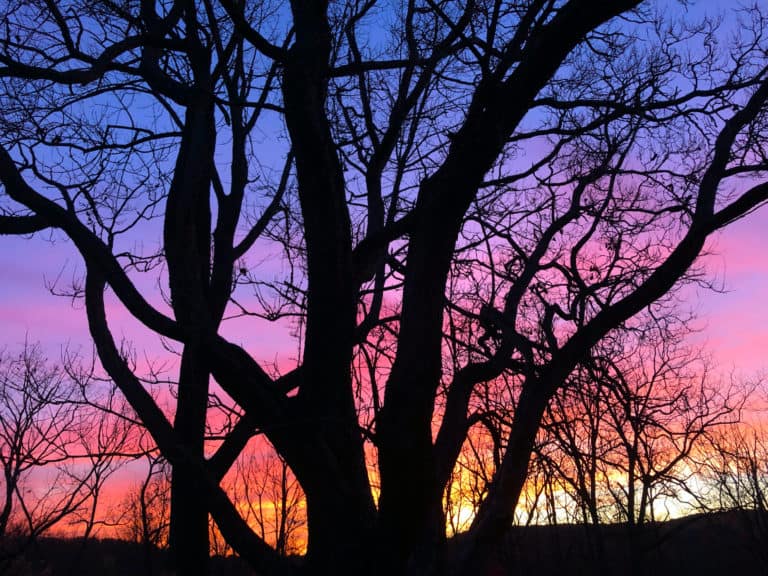 Beautiful sunset through a silhouette of tree branches