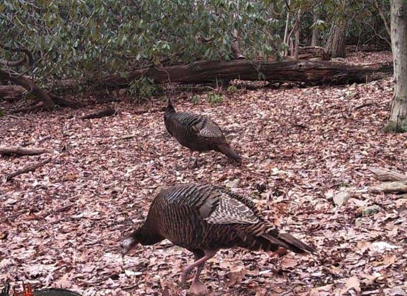 Two turkeys foraging in the woods.