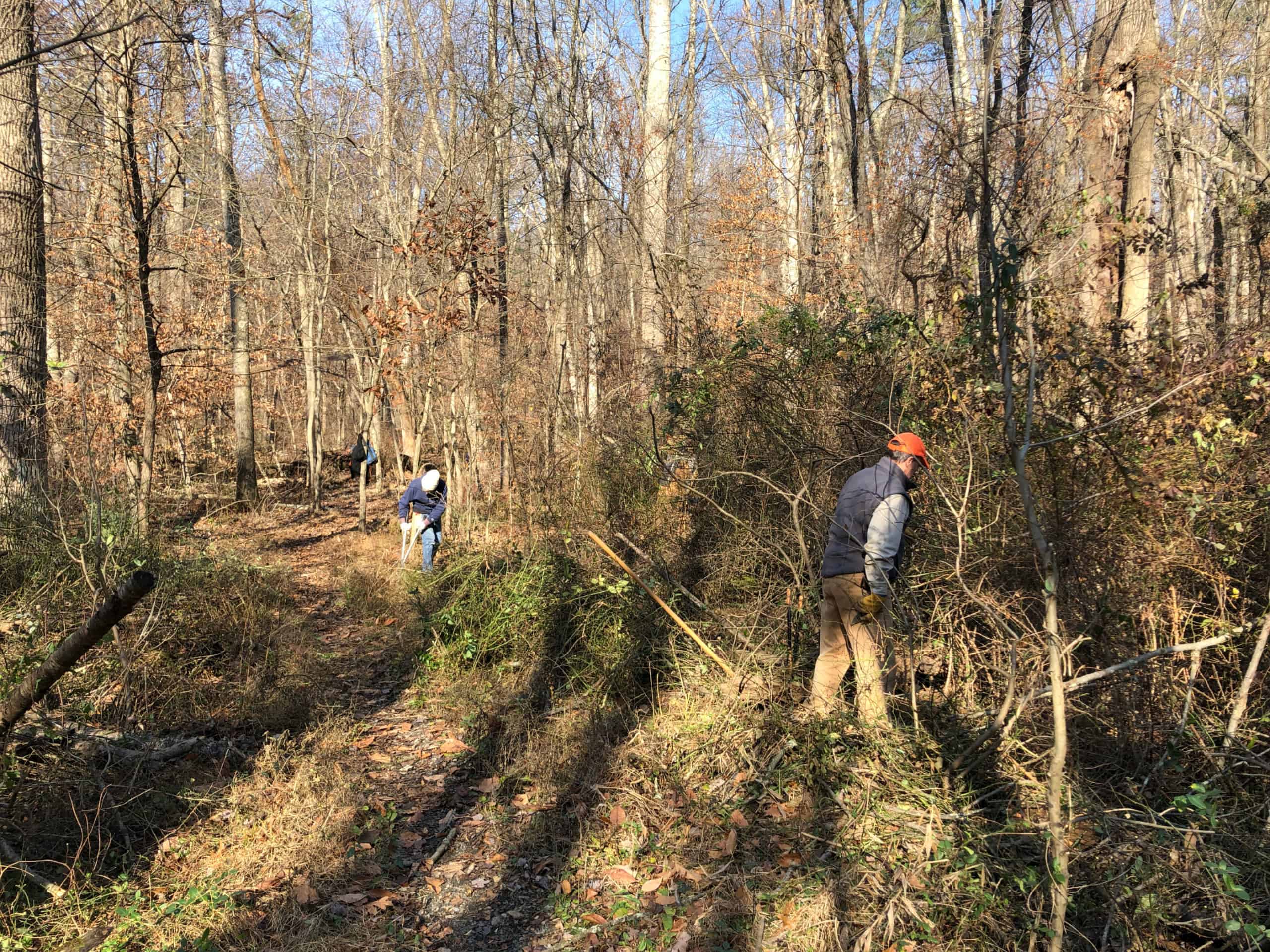 Volunteers cutting vines at Crow's Nest Preserve