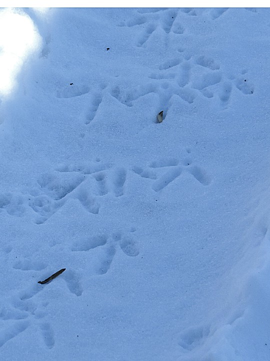 Turkey tracks in the snow.