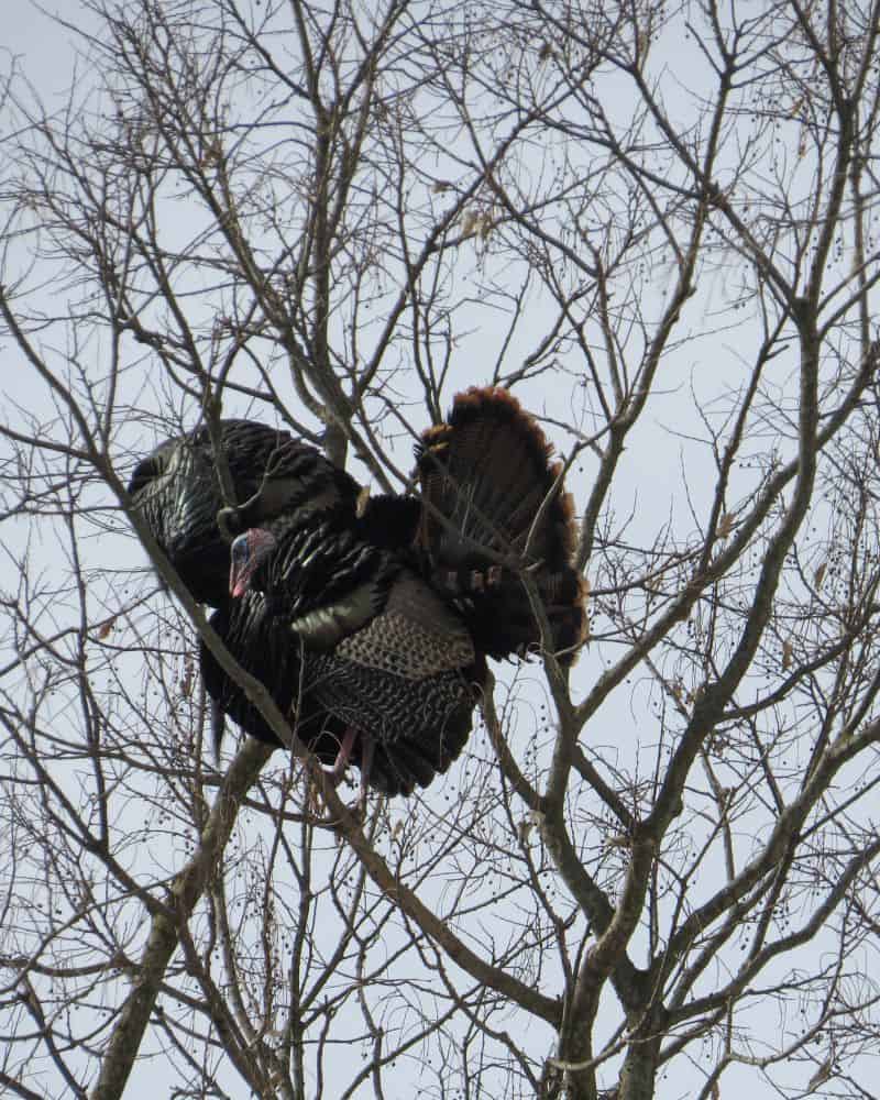 A turkey positioning itself in a tree.