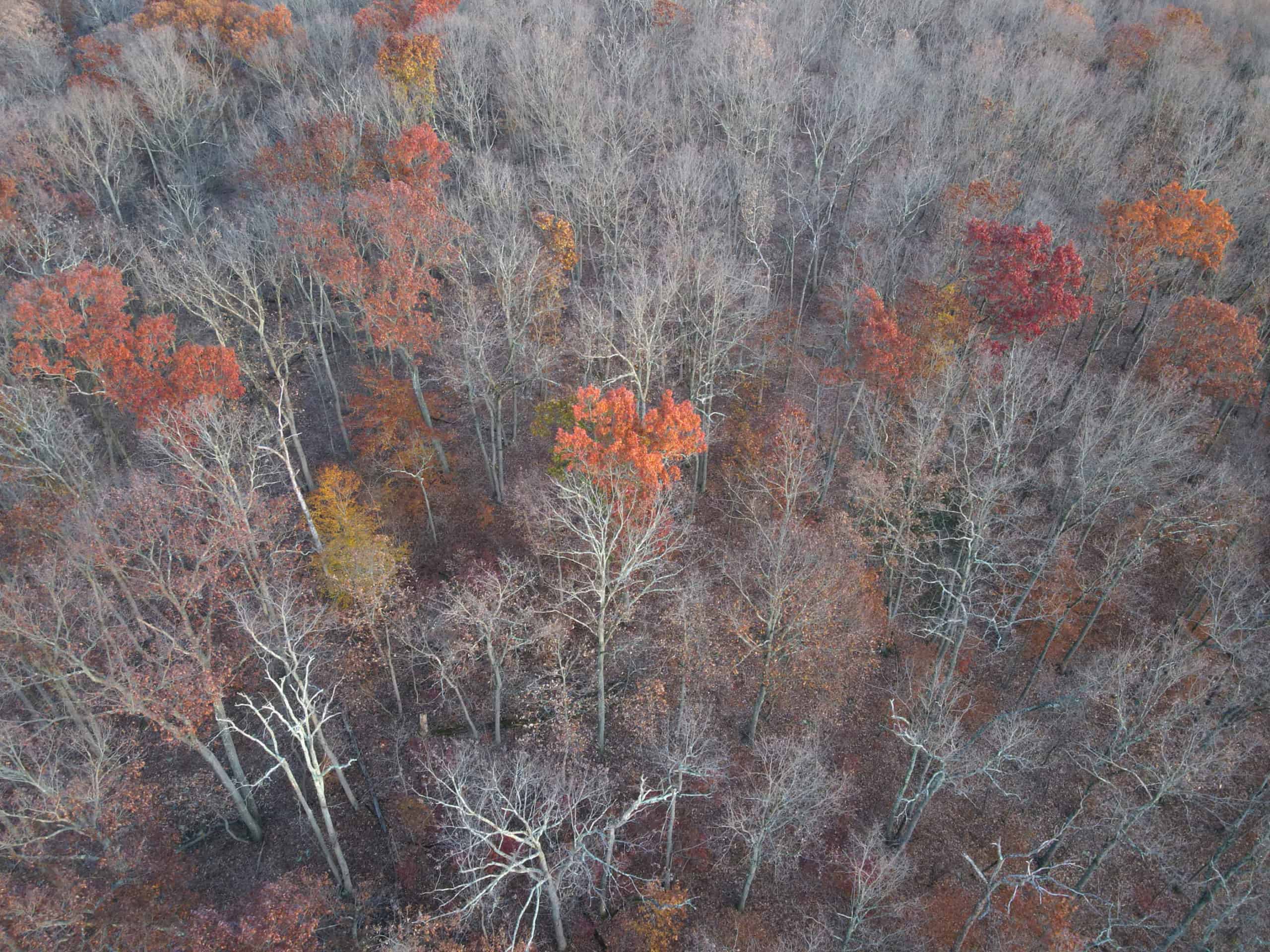 Aerial view of forest in late autumn with only oaks retaining leaves