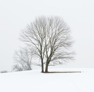 Two trees growing close together on a snow covered landscape. 