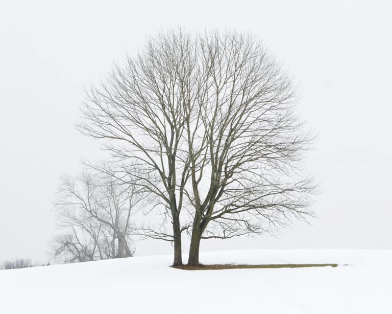 Two trees with bare branches close together in a snowy landscape.
