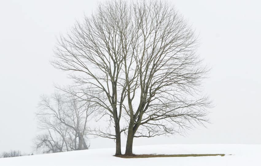 Two trees with bare branches close together in a snowy landscape.