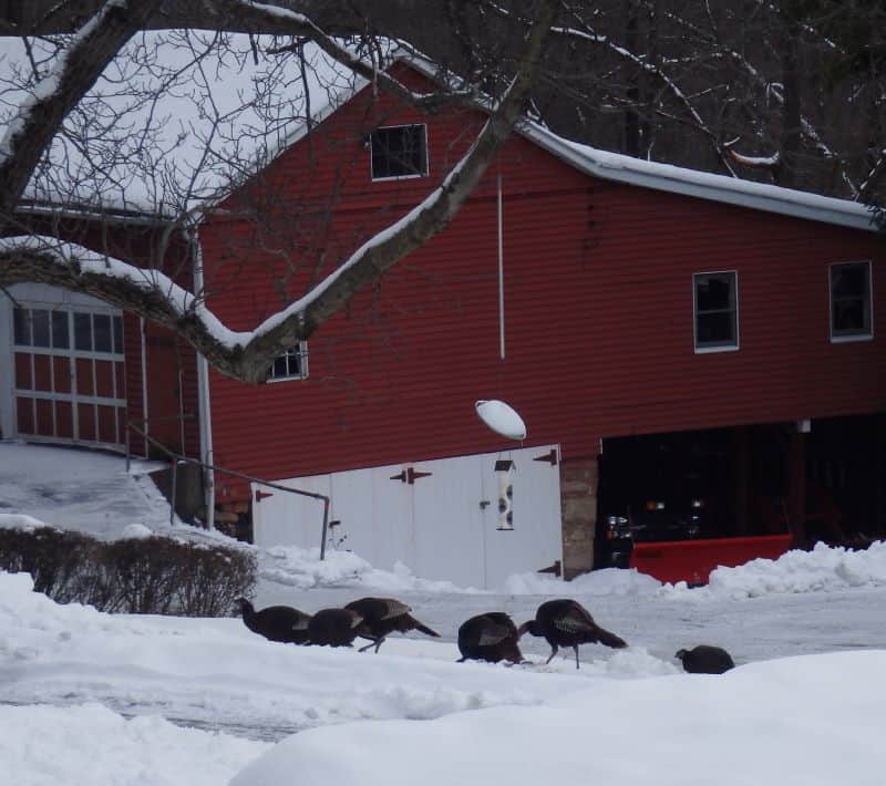 Turkeys feeding under a bird feeder in the snow.