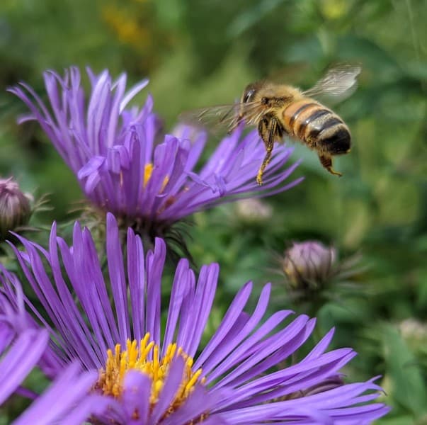 A bee hovers above a purple flower with a yellow center