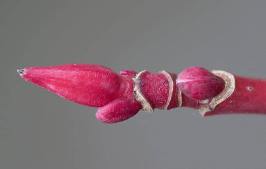 Close up of a red bud of a maple tree