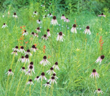 pale purple coneflower with Wind Dancer lovegrass and Ipomopsis