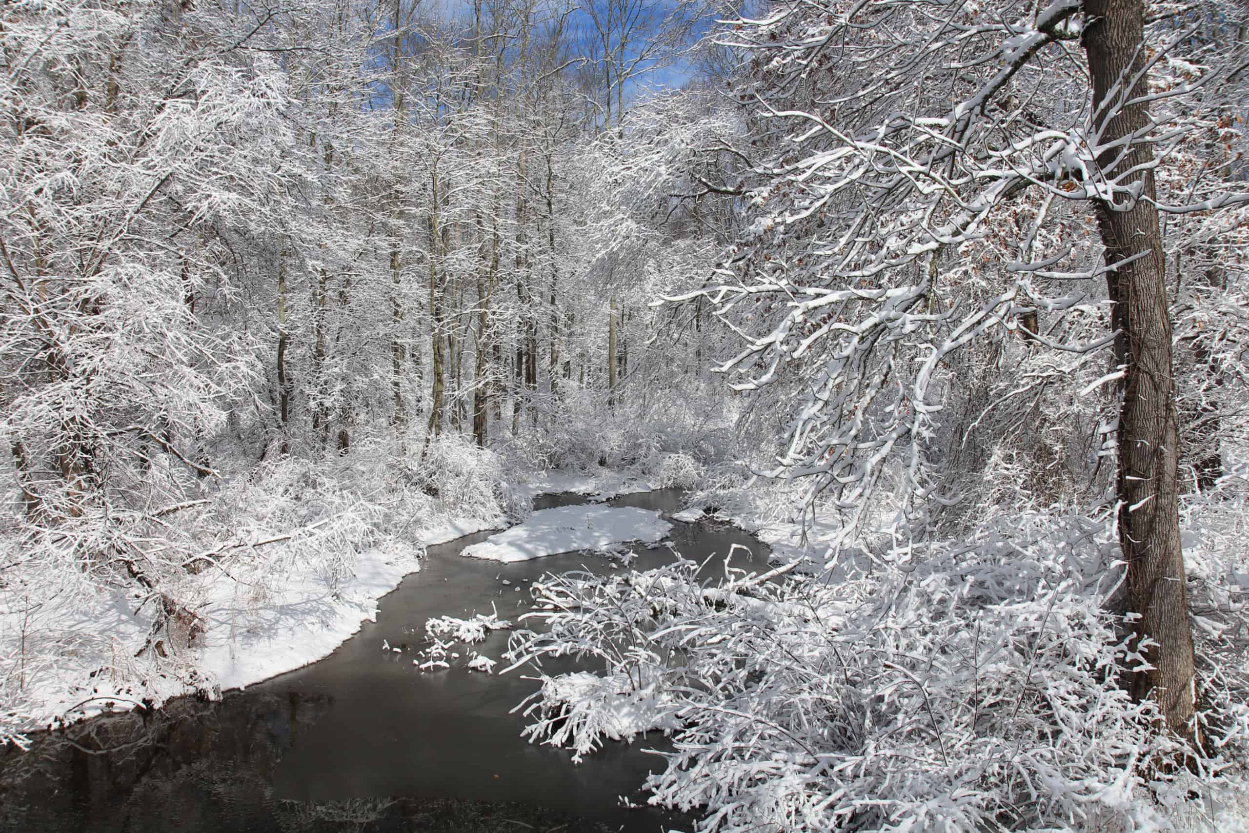 French Creek on a snowy day in 2017; the dark water contrasts with the wet snow stuck to trees and branches
