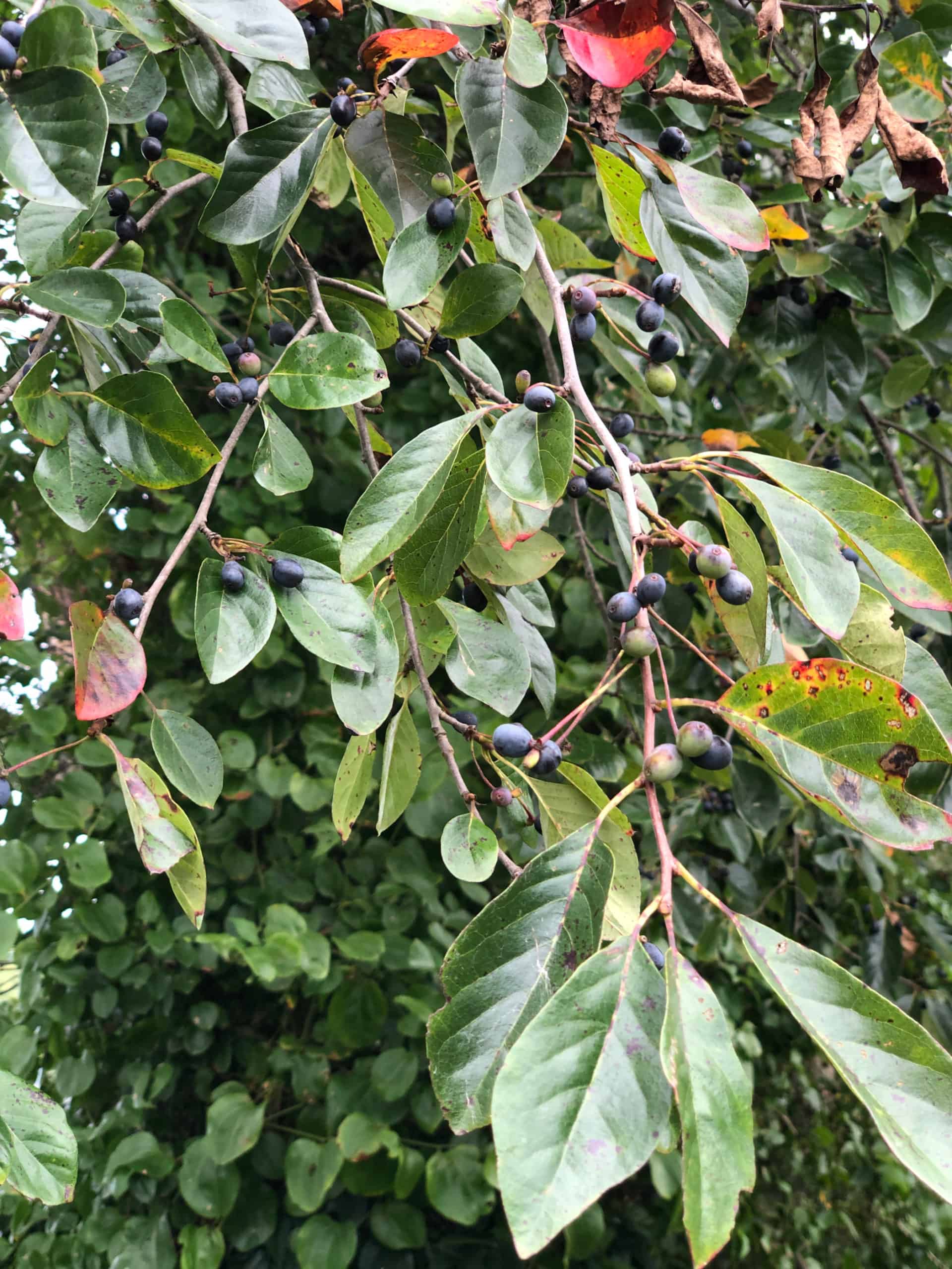 Blue fruit and glossy leaves of the black gum tree (tupelo)