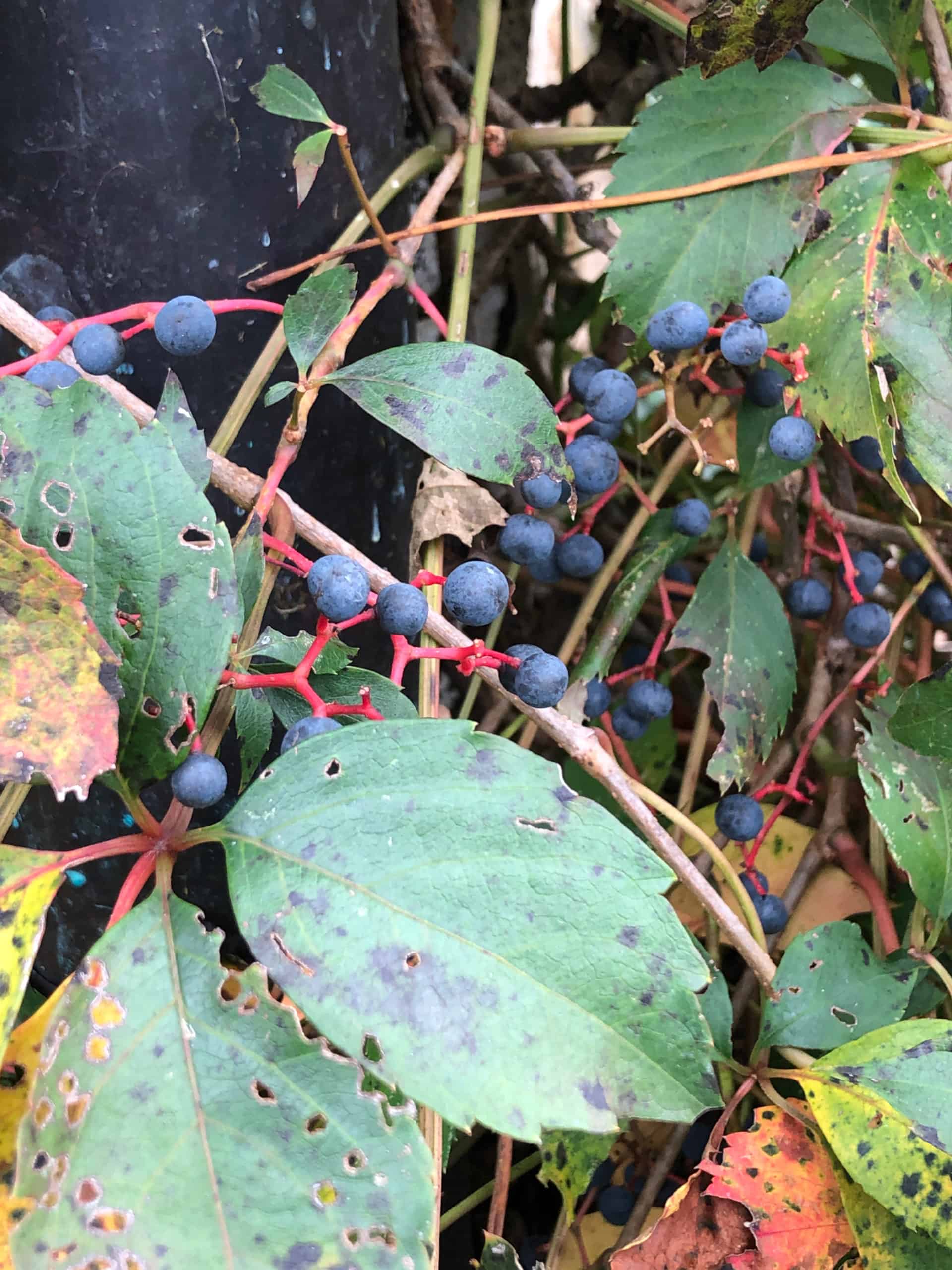 Blue fruit of native Virginia creeper vine