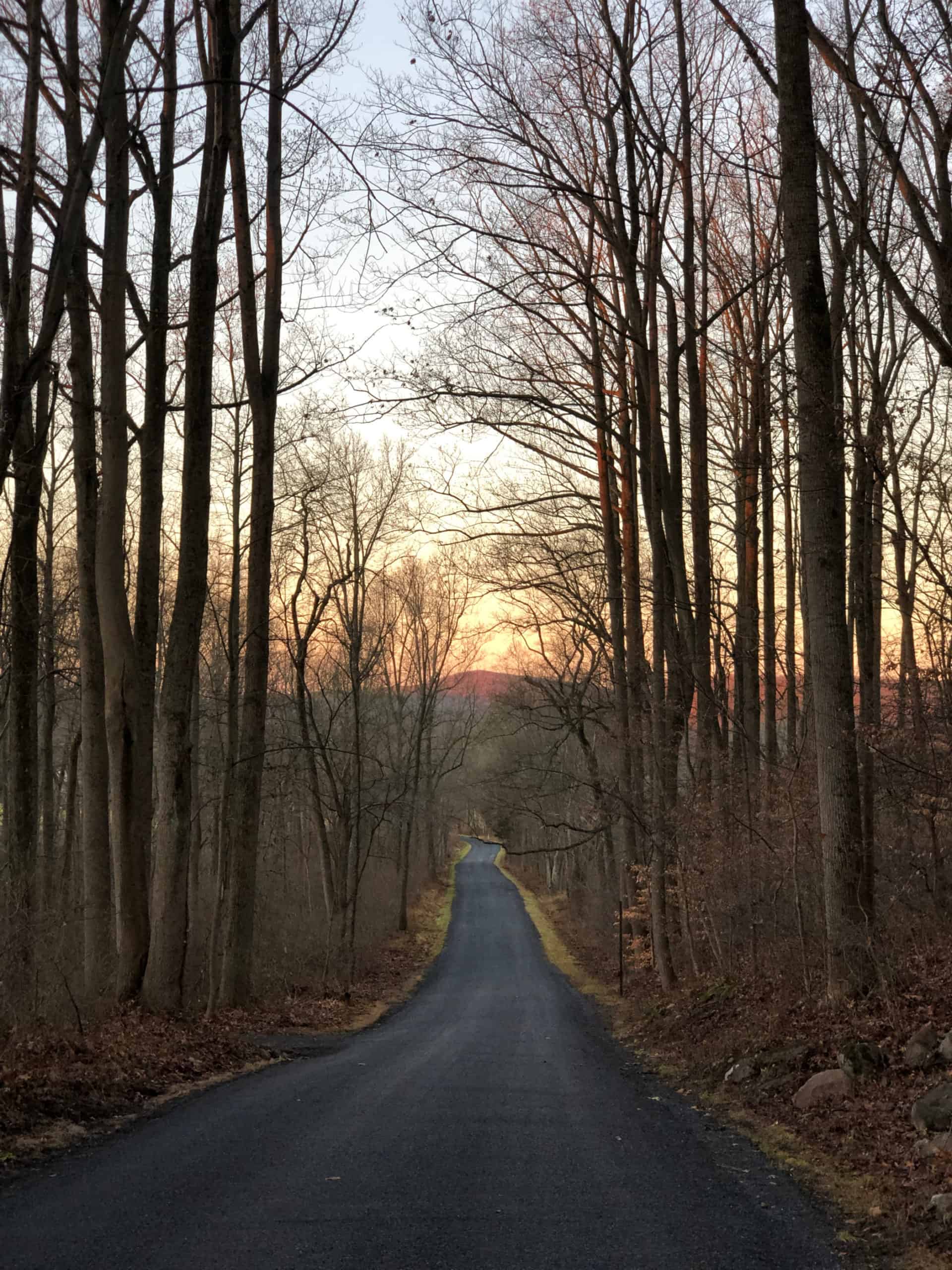 Road disappearing into the distance at sunset with bare forest trees high above