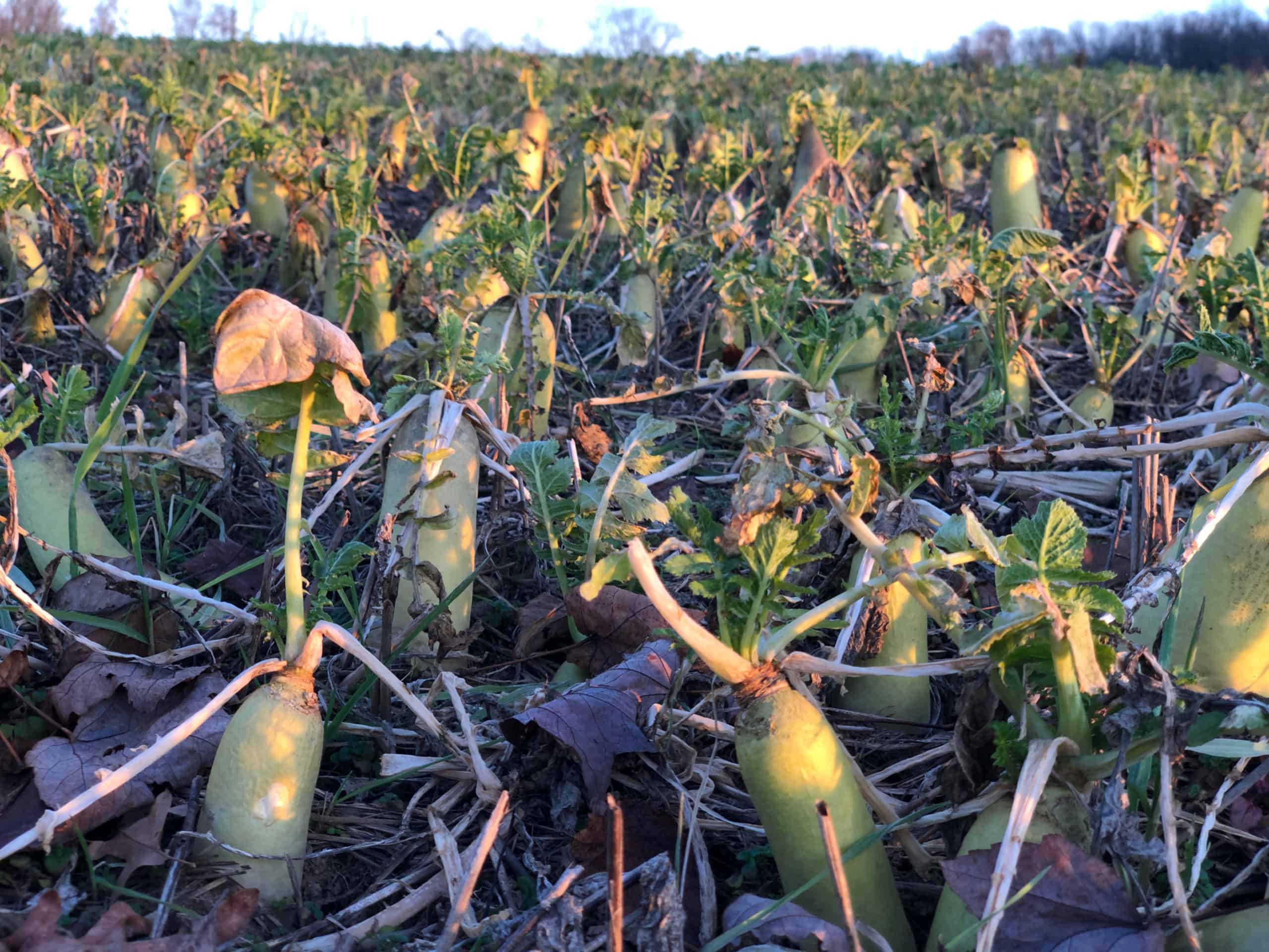 A field of Daikon radish used as a cover crop in farm fields at Crow's Nest Preserve