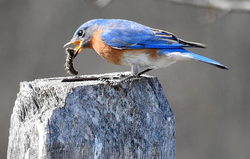 A male Bluebird eating a caterpillar on a fencepost.
