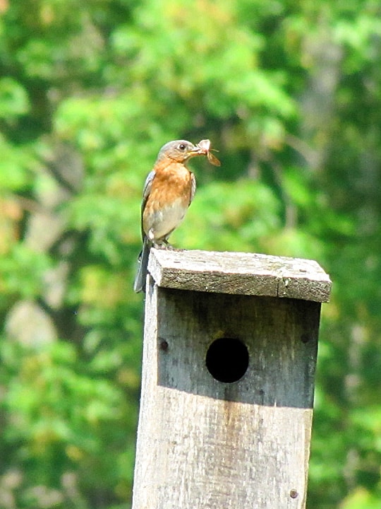 A Bluebird perched on a nest box with an insect in its bill.