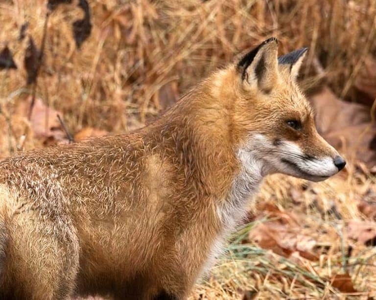 Close up of a fox in a natural setting.