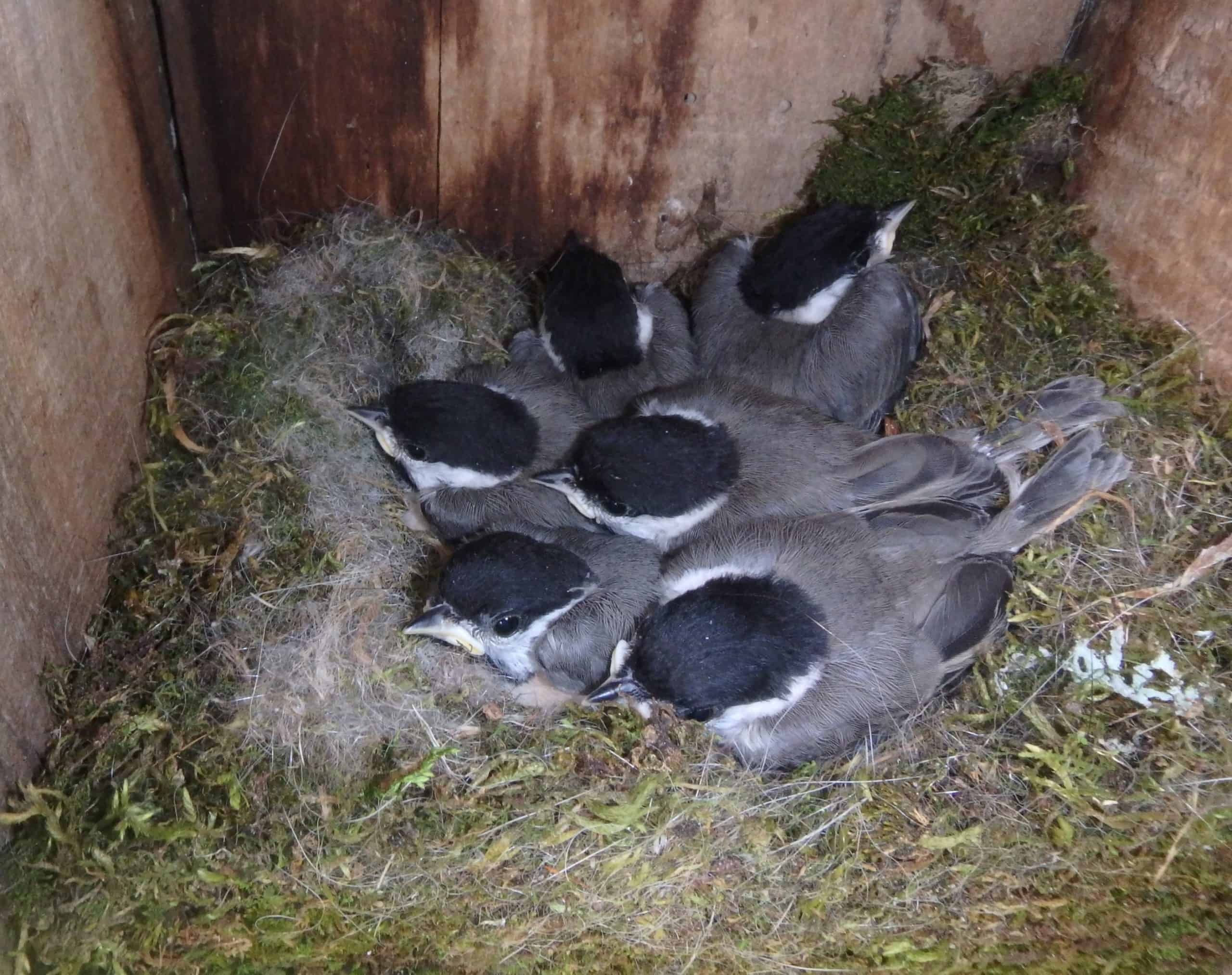 Six Chickadee fledglings about to leave their nest box.