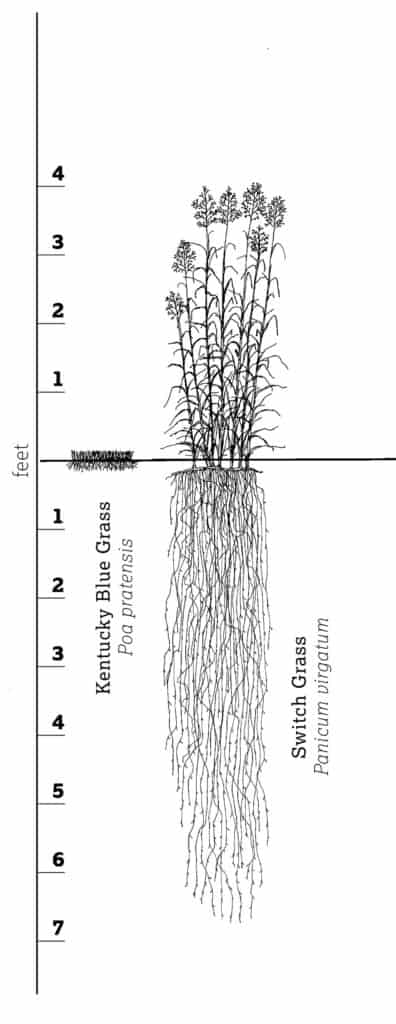 An illustration of lawn roots versus native switch grass roots