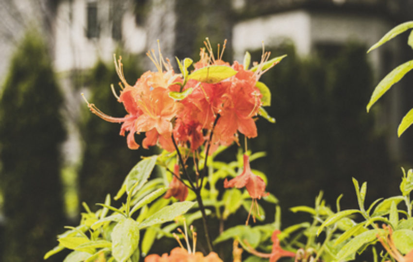 stoneleigh a natural garden hours