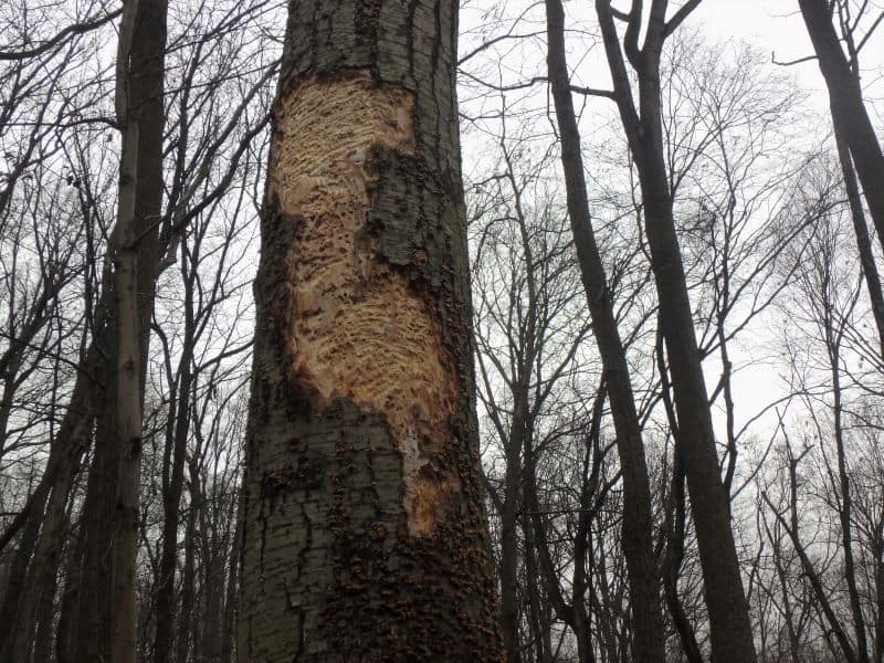 A black birch tree that has been worked over by woodpeckers.