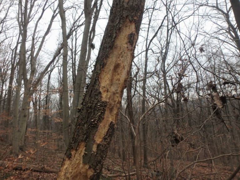 Black birch worked by woodpeckers.