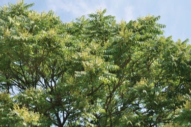 Tree of heaven against blue sky - Latin name - Ailanthus altissima