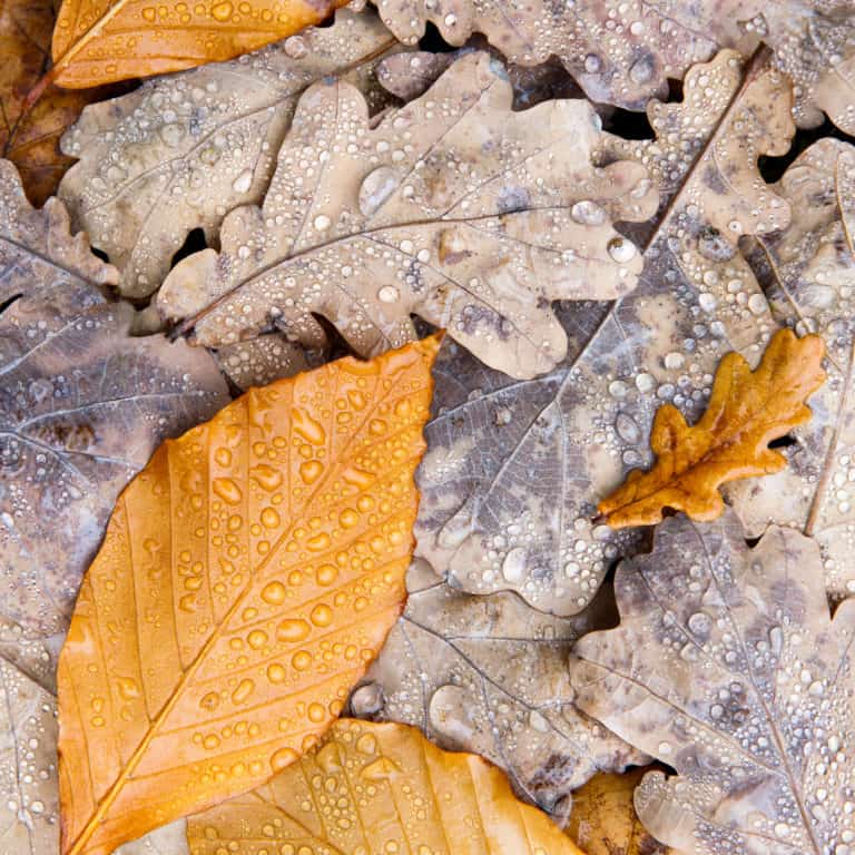 Close up of fallen autumn tree leaves with drops of water from fog or rain, top view. Wet oak leaves lying on ground. Dew. Late fall background.